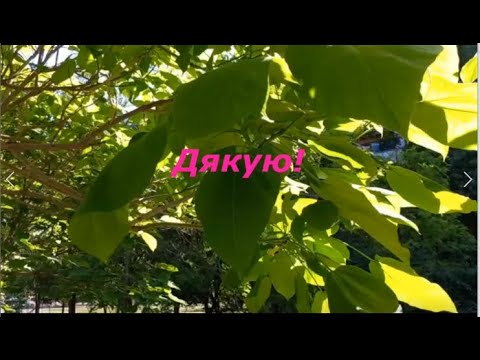 Видео: Дякую!