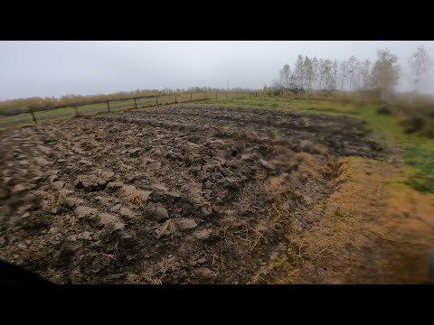 Видео: В цьому році Часник треба садити раніше.Осінь холодна