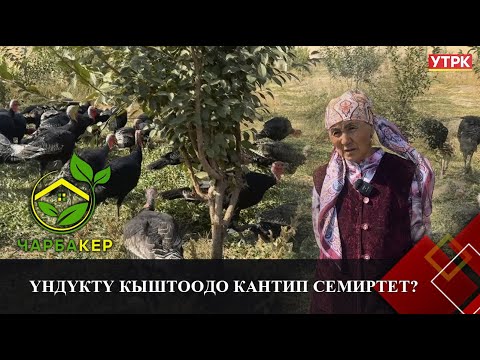 Видео: Үндүктү кыштоодо кантип семиртет? // ЧАРБАКЕР берүүсү