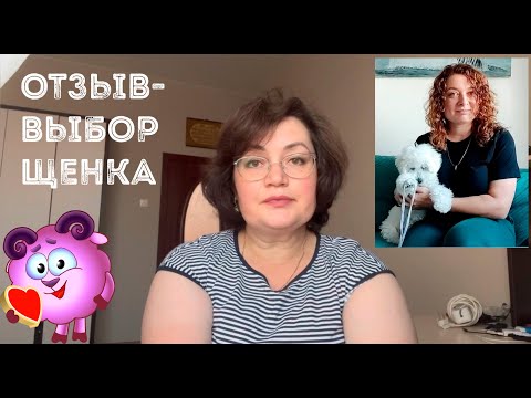 Видео: Отзыв на щенка Агнелль де неж, плюс пошаговое руководство по выбору щенка бишон фризе