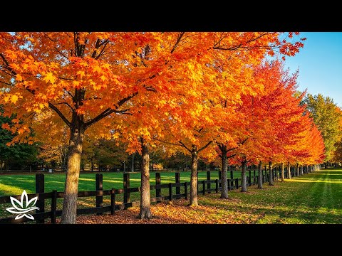 Видео: Спокойные осенние мелодии 🍂 Целебное фортепиано для снятия стресса и тревоги, избавления от излишни