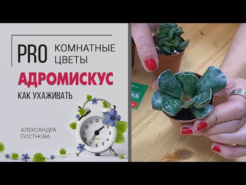 Видео: Суккуленты бывают разные | Адромискус - необыкновенный суккулент | Знакомство