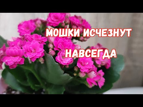 Видео: 1 чайная ложка и мошки на комнатных цветах исчезнут, натуральное средство от мошек в цветах и растен