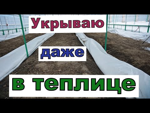 Видео: Виноград . Укрытие лозы в теплице. Декабрь 2023г.