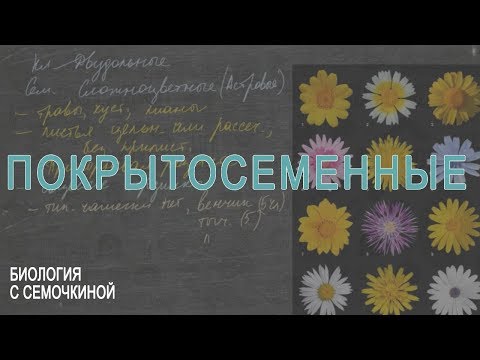 Видео: Покрытосеменные