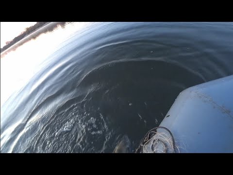 Видео: Трофейная рыбалка на сети! Поймал Гиганта.