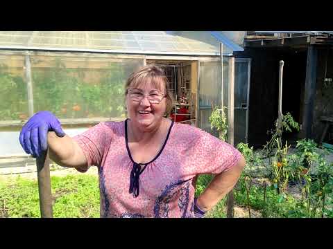 Видео: Урожай картофеля Сарпо Мира и Ирбитский из элитных семян