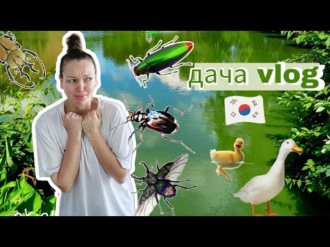 Видео: Мои дачные будни в Корее / KOREA VLOG