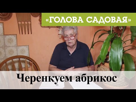 Видео: Голова садовая - Черенкуем абрикос