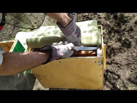 Видео: Поймал Пчёл! Открывай Ловушку! Пересадка Роя в улей. Секреты Ловли Роёв, Рой пчел 2020 году, часть#1