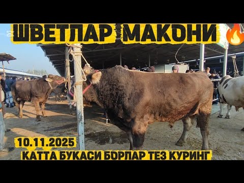 Видео: КАТТА БУКАСИ БОРЛАР ТЕЗ КУРИНГ БУГУНГИ РЕАЛНИ НАРХЛАР 2025 АН. КУРГОНТЕПА 