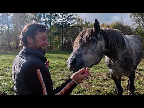 Видео: В гості до друга на Чернігівщину Ліс гриби
