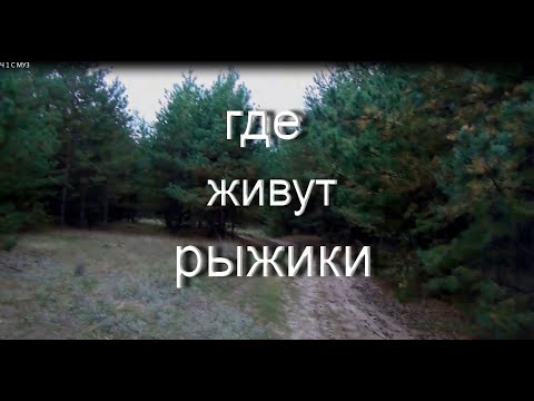 Видео: ТИХАЯ ОХОТА. ГДЕ ЖИВУТ РЫЖИКИ И КАК ИХ ИСКАТЬ