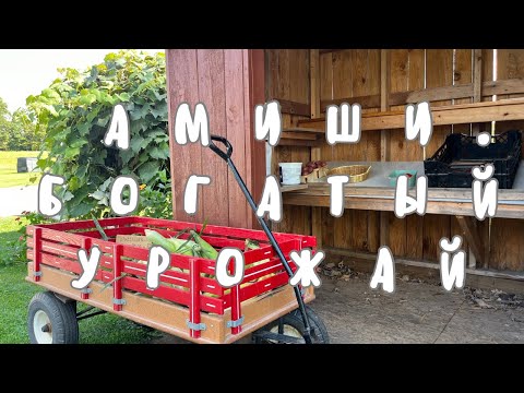 Видео: ‼️‼️АМИШИ. ОГОРОДНЫЙ РАЙ- БОГАТЫЙ УРОЖАЙ ‼️‼️