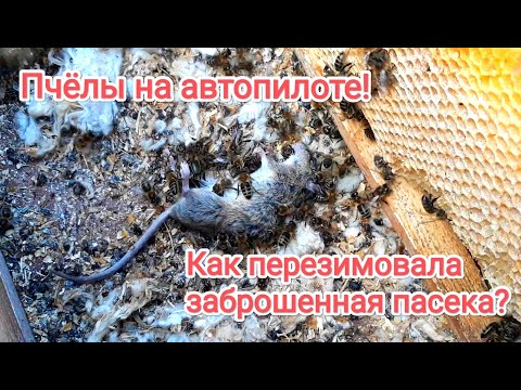 Видео: ПЧЁЛЫ НА АВТОПИЛОТЕ! КАК ПЕРЕЗИМОВАЛА ЗАБРОШЕННАЯ ПАСЕКА?