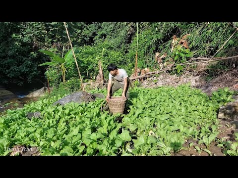 Видео: 2 года Жизнь за пределами сети в лесу, садоводство, сбор спаржи, продажа на рынке.