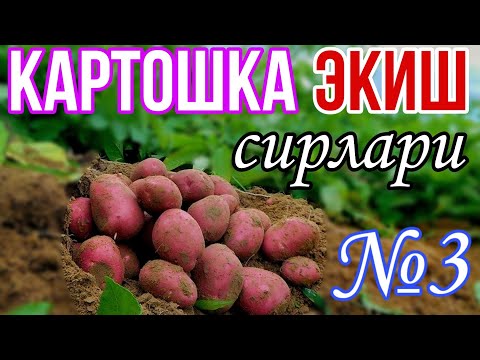 Видео: КАРТОШКА ЭКИШ СИРЛАРИ №3