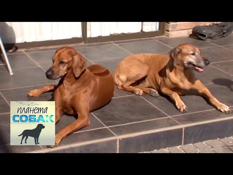 Видео: Родезийский риджбек. Планета собак 🌏 Моя Планета