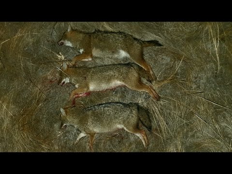 Видео: Еще четыре вечера охоты на шакала в Ростовских степях от Александра. Прицел Guide TR430