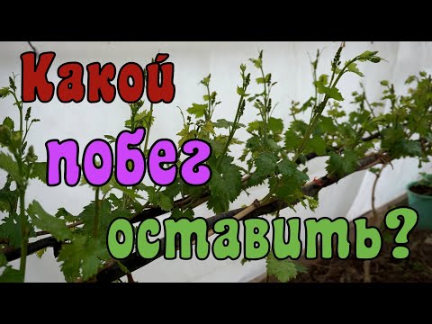 Видео: Виноград в теплице .Нормировка побегами . Какие  оставить ?