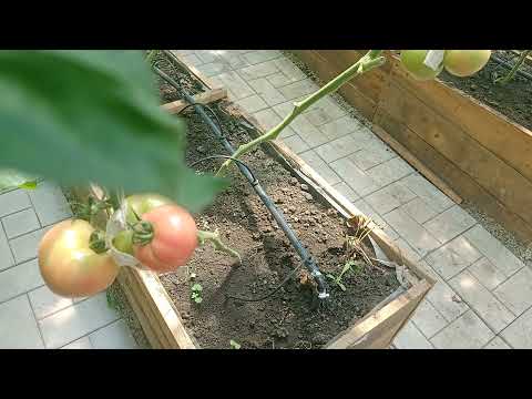 Видео: Вегетарий.