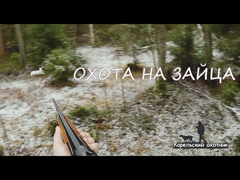 Видео: Охота на зайца с русской пегой гончей 13.11. 2024. Везучий заяц. Встретили волка. Лечим лапу Вьюге.