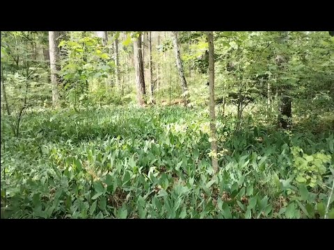 Видео: Белорусский лес. Прогулка с собакой.
