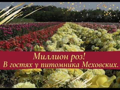 Видео: Миллион роз! В гостях у питомника Меховских.