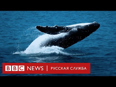 Видео: Кто убил кита: почему погибают самые умные животные на планете | Документальный фильм Би-би-си