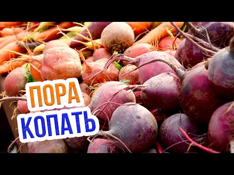 Видео: НЕ ПОТЕРЯЙТЕ УРОЖАЙ корнеплодов. Когда следует убирать корнеплоды, чтобы долго хранились?