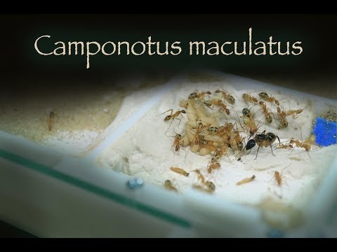 Видео: Camponotus maculatus|Пополнение колекции