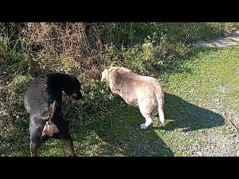 Видео: Бильбо и все все все 19.06.2025 ч.2✌🏼🤭😻