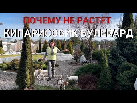 Видео: КИПАРИСОВИК БУЛЕВАРД: УХОД И ПРОБЛЕМЫ | Почему не растет  Булевард |Chamaecyparis pisifera Boulevard