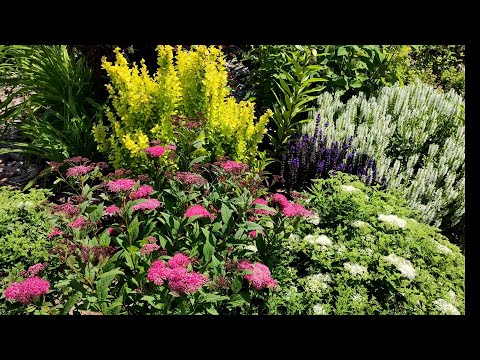 Видео: В гостях у Елены в коллекционном саду кустарников 🌿🌿🌿🌲🌲🌲💐walk in a beautiful garden