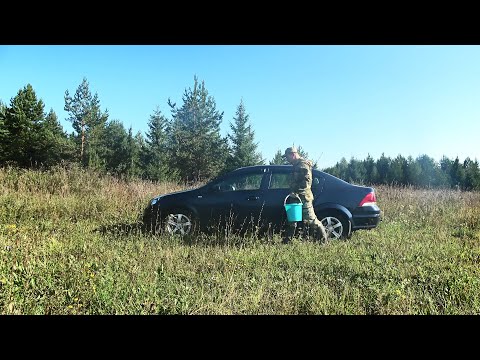 Видео: ЗАГОТОВКА СОЛЕНЫХ ГРИБОВ НА ЗИМУ. СБОР РЫЖИКОВ В СОСНОВОМ ЛЕСУ. МЕСТА РОСТА ГРИБА.