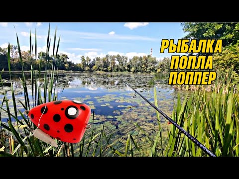 Видео: 🎣 СПОРТИВНАЯ РЫБАЛКА ОСЕНЬЮ | Попла Поппер на реке Псёл 🐟🍂