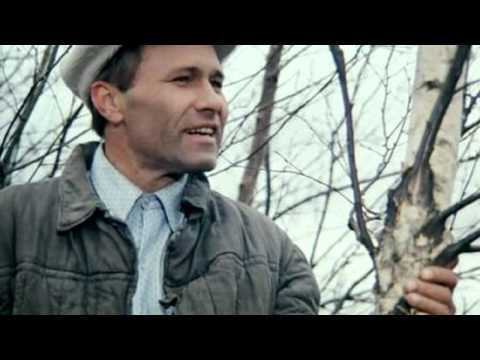Видео: Самый лучший клип   "Калина красная.avi"