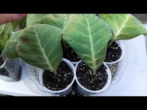 Видео: Листья глоксиний и фиалок  высаживаю в грунт. Сеянцам глоксиний 1 мес10дн.