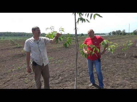 Видео: Формировка, обрезка, мульчирование интенсивных садов грецкого ореха