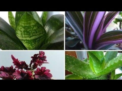 Видео: НАЗВАНИЯ Комнатных растений по алфавиту