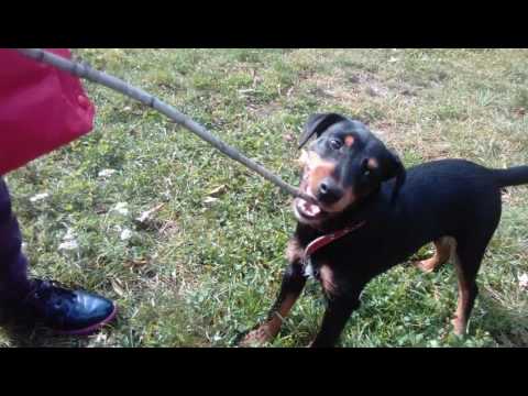 Видео: Воспитание щенка. Как научить отдавать игрушку