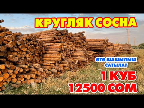Видео: Арзан БААДА! Мощный СОСНА  ЖЫГАЧТАРЫ сатылат ~ 4 метр, 6 метрликтер бар
