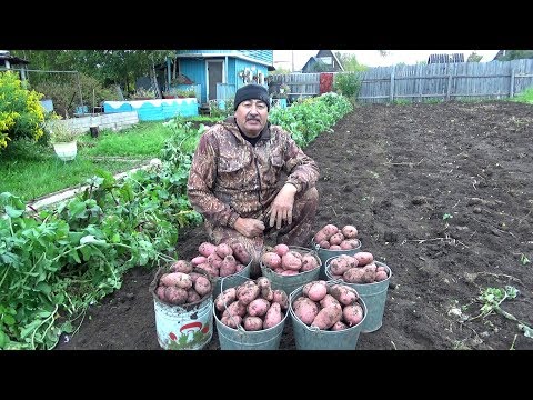 Видео: Картофель 2019