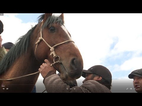 Видео: Скачки Бора булак 2024