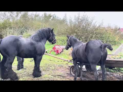 Видео: Чорна кобила на продажу👍Арон доробляє роботу Алана✌️