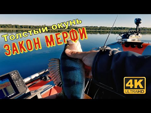 Видео: Как поймать крупного окуня, если не сработает закон подлости