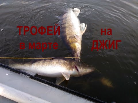 Видео: Трофеи Истринского водохранилища | Огромный судак в марте на джиг  | Успеть до запрета с лодки