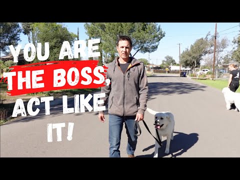 Видео: Быстрое устранение тяги, неконтролируемого движения поводка и сумасшествия