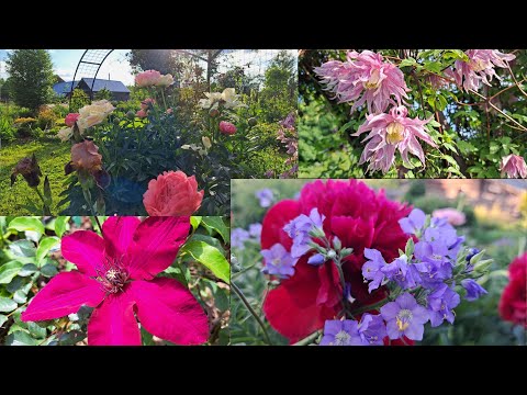 Видео: Такого начала июня у меня еще не было!))