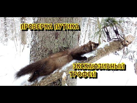 Видео: Проверка путика. Куница или соболь? Поймал невиданного зверя.